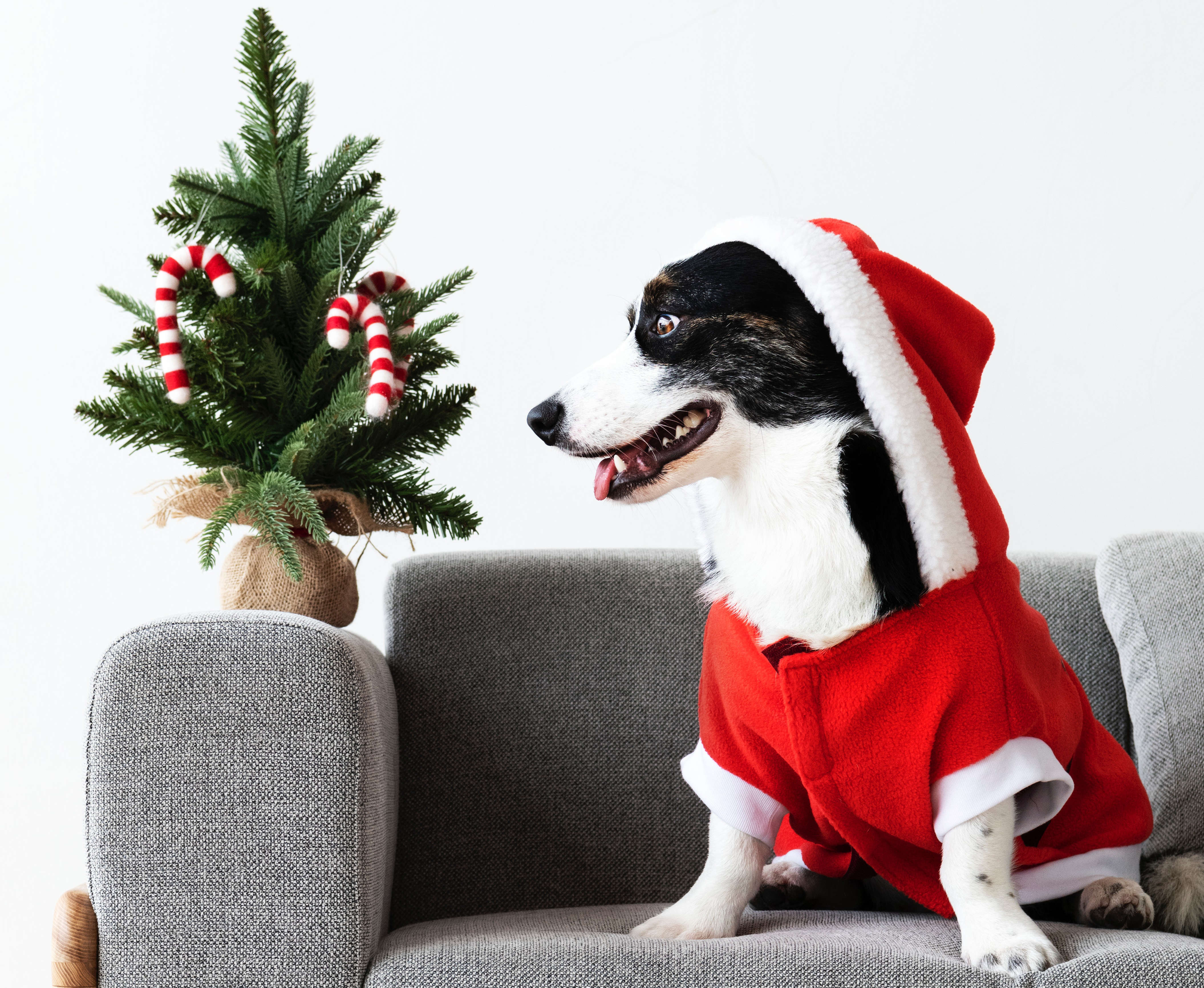 Weihnachten mit Hund (Teil 2) Weihnachtsleckereien, Deko und andere