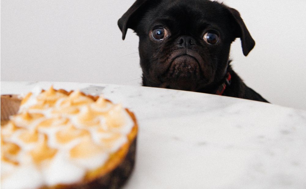 Hund der Kuchen anschaut