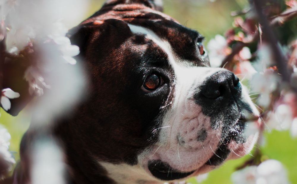 Hund in Strauch mit Blüten