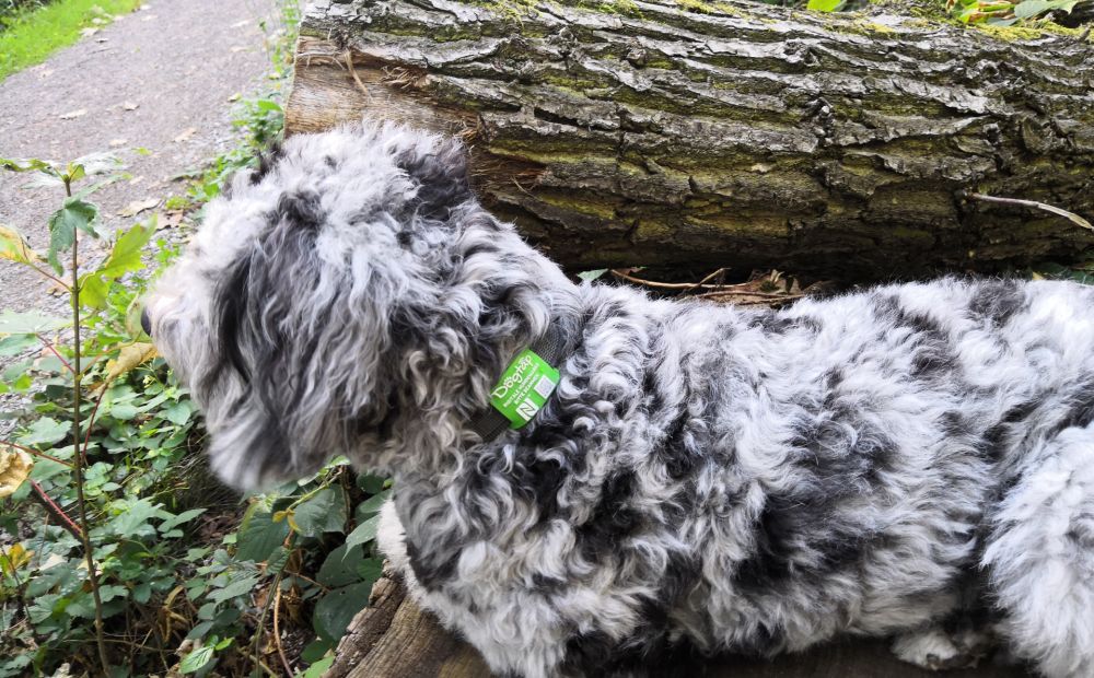 Hund Fiete auf Baumstamm mit grünem Dogtap