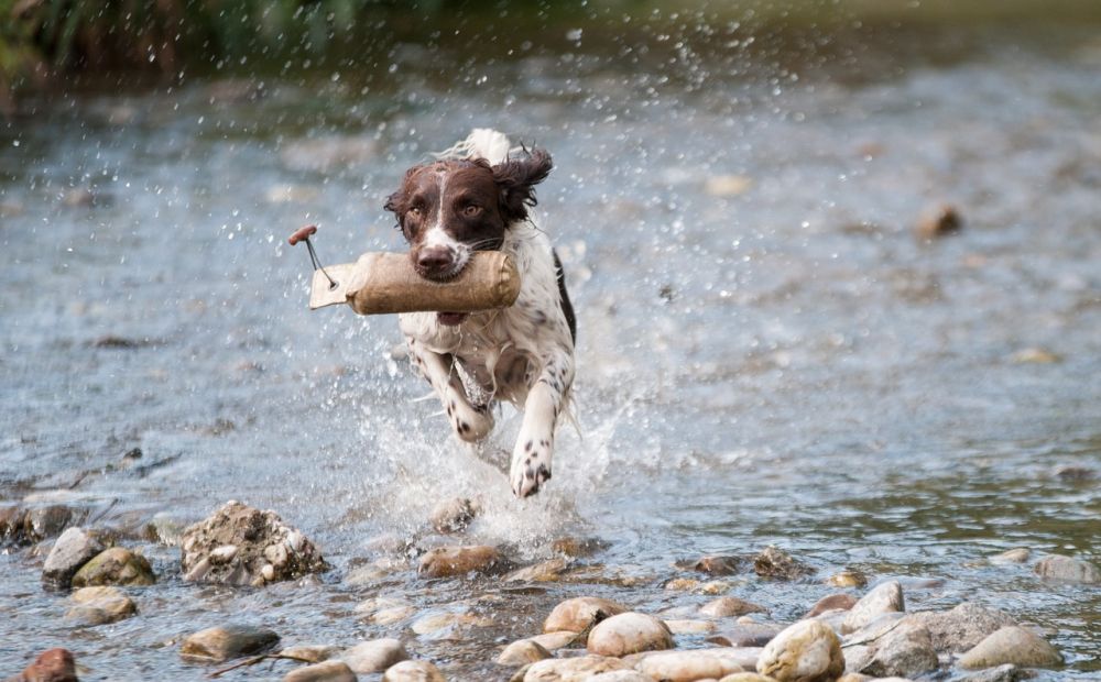 Wie viel Bewegung braucht mein Hund? Dogtap