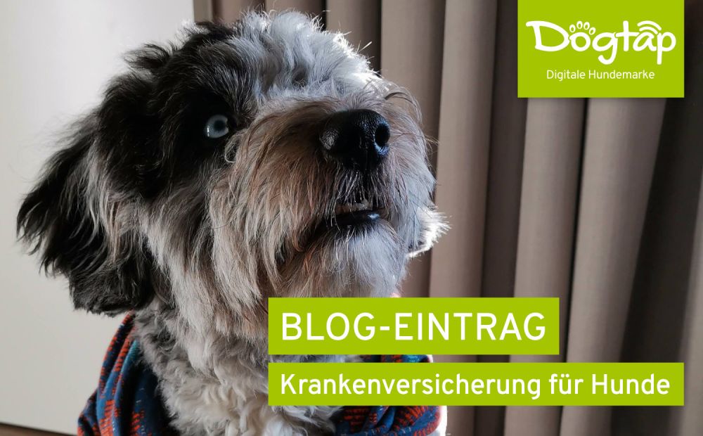 Die Krankenversicherung für Hunde Dogtap