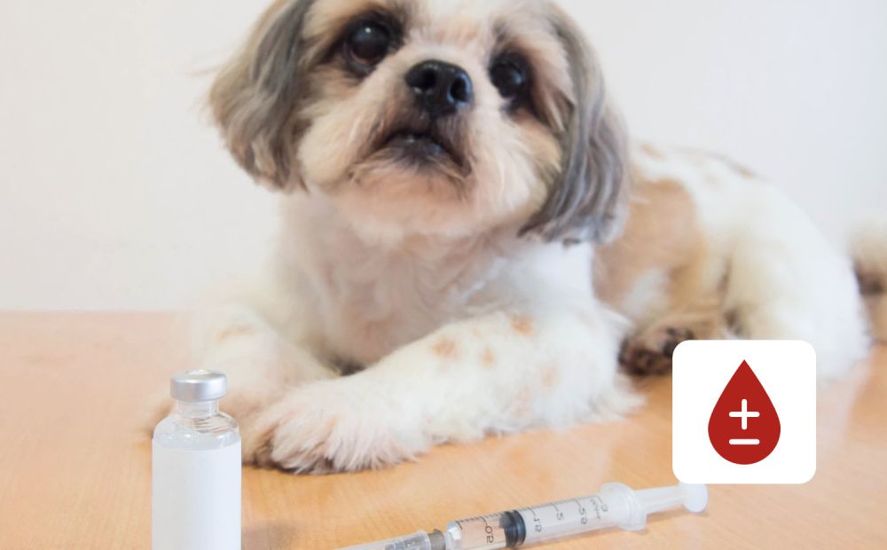 Dog next to a syringe
