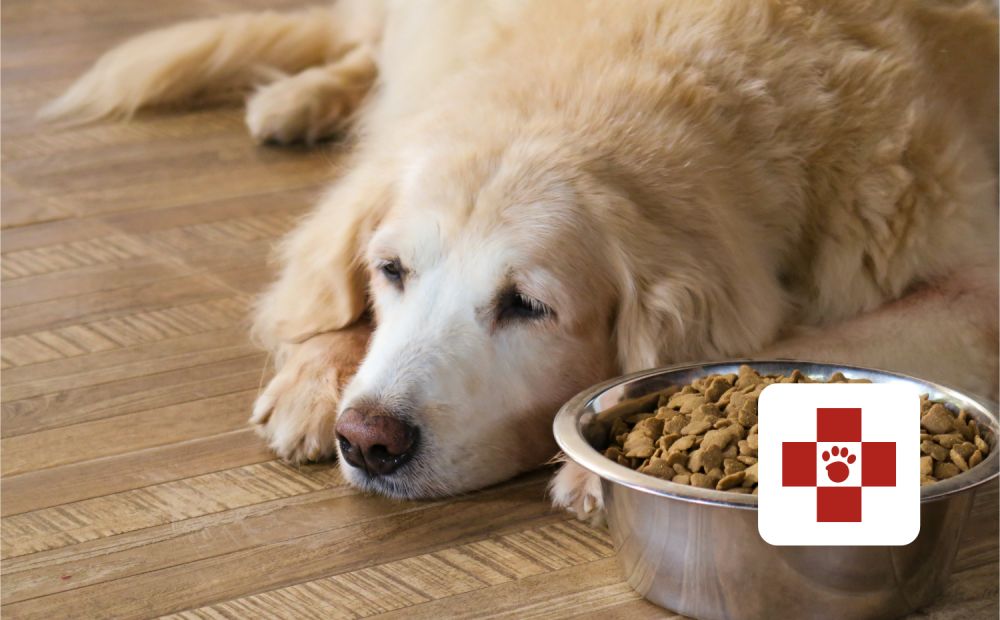 Sad dog next to full bowl of food