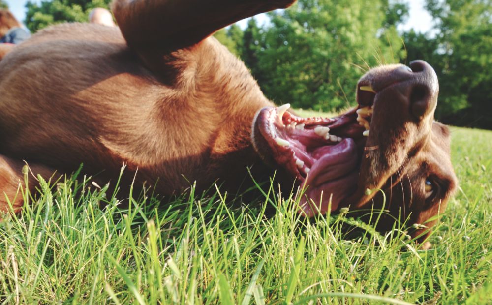 can dog mites make humans itch