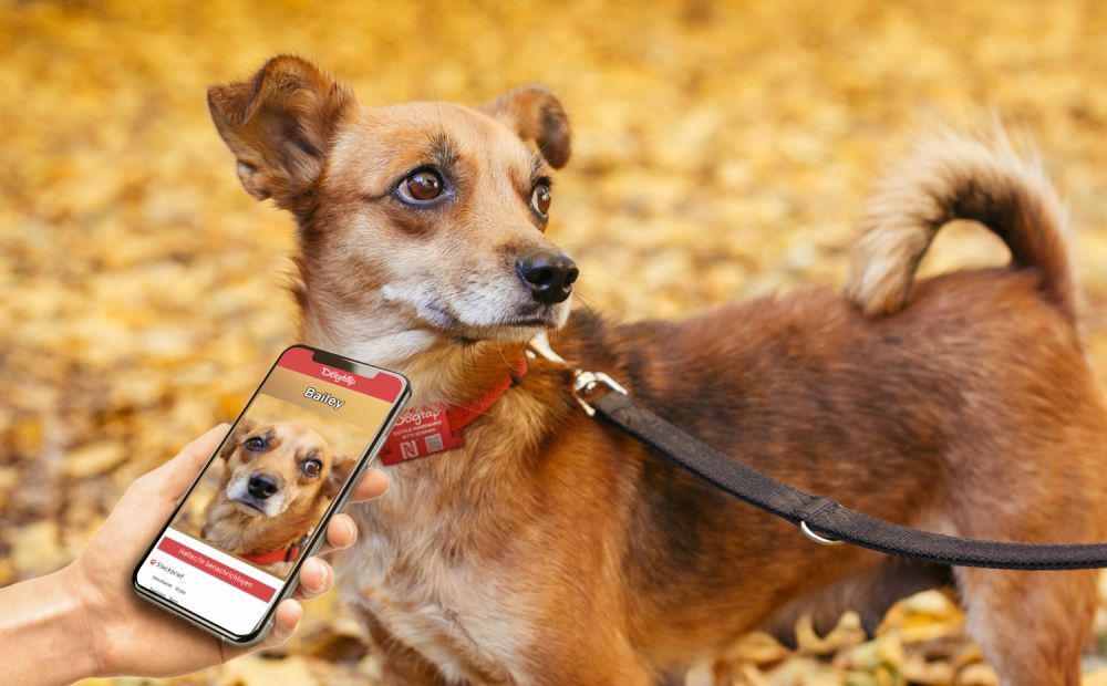 Tag per animali domestici NFC epossidici programmabili con codice