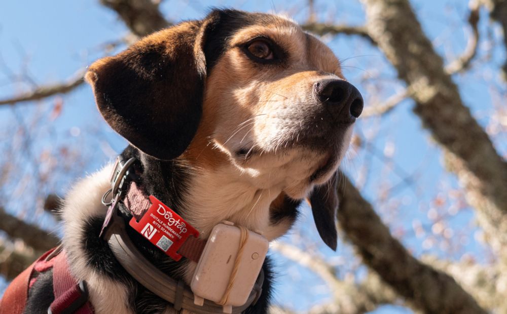 Tag dog outlet tracker