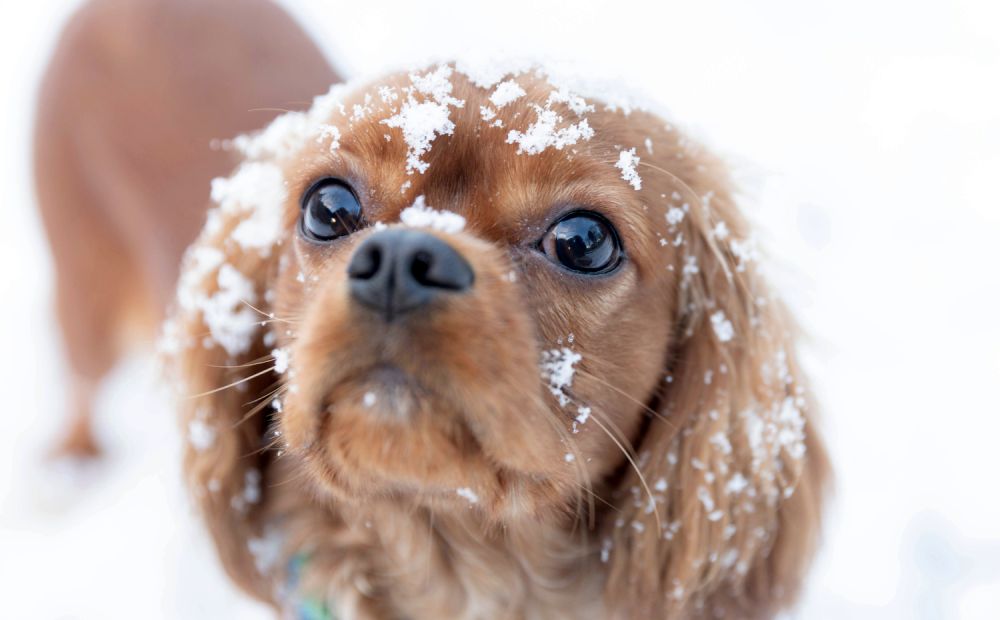 Hund im Winter mit Schneeflocken im Gesicht