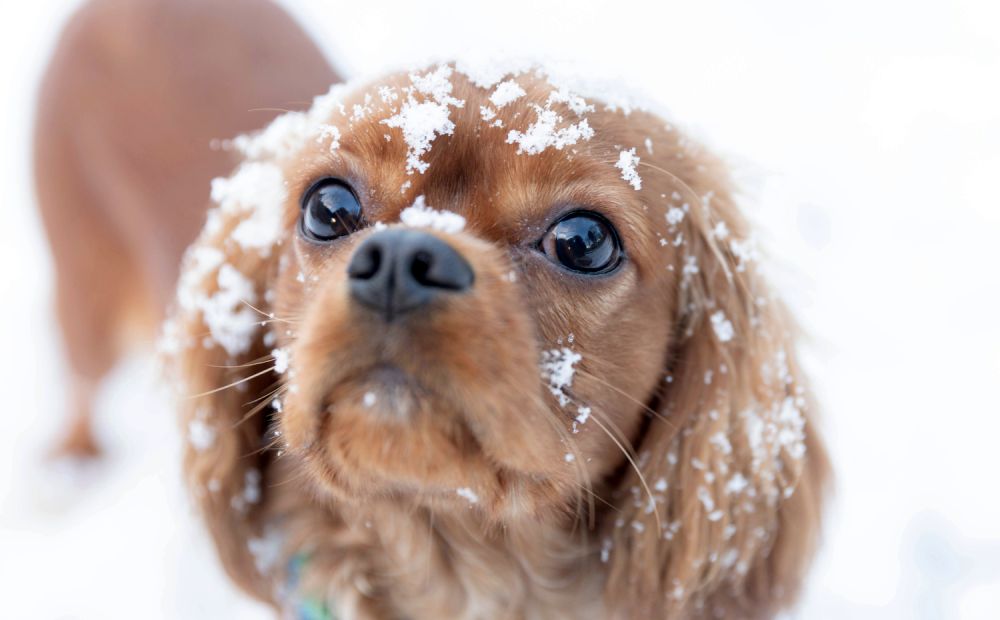 why is my dog eating so much snow