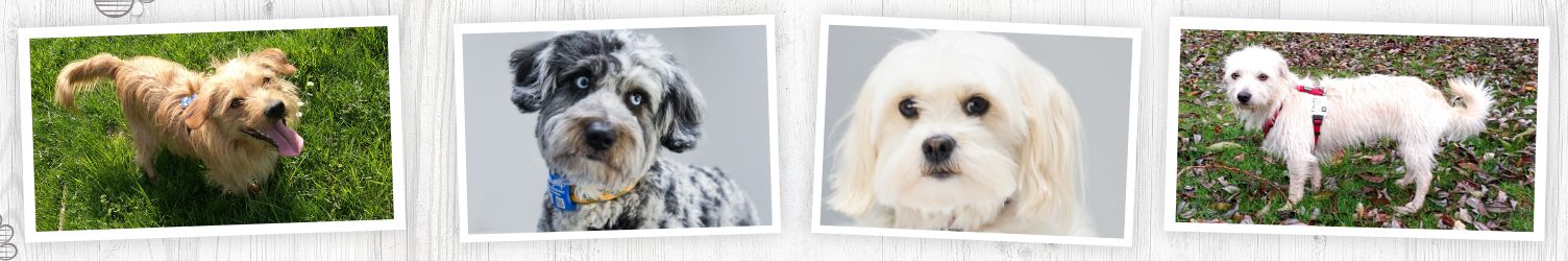 Sicherheit für den Hund