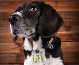 Dog Dogtap