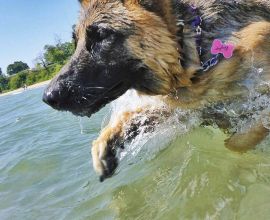 Dog Dogtap