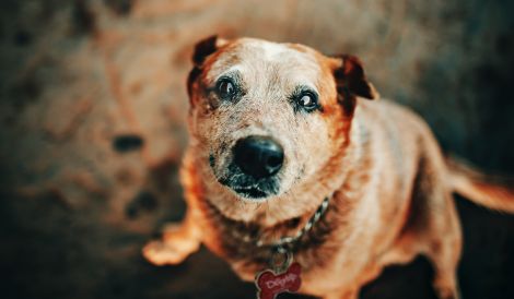 Dogtap - die Hundemarke für kranke Hunde