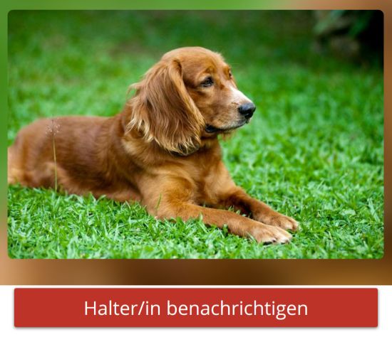 Halter benachrichtigen bei Tap21