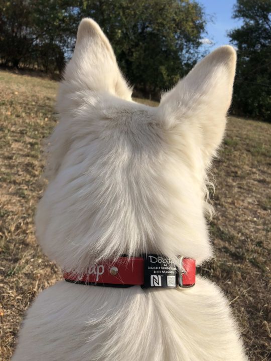 White dog with black Dogtap Light on collar