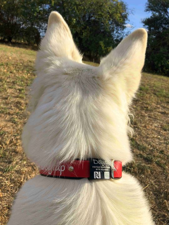 Weißer Hund mit Dogtap Light an Hundehalsband