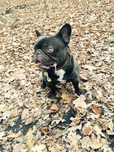 Schwarze französische Bulldogge sitzt im Laub