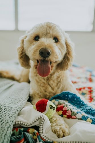 Hund im Bett mit Decke
