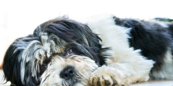 Traurig guckender Malteser Hund