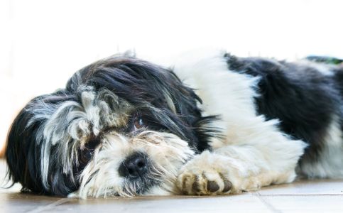 Traurig guckender Malteser Hund