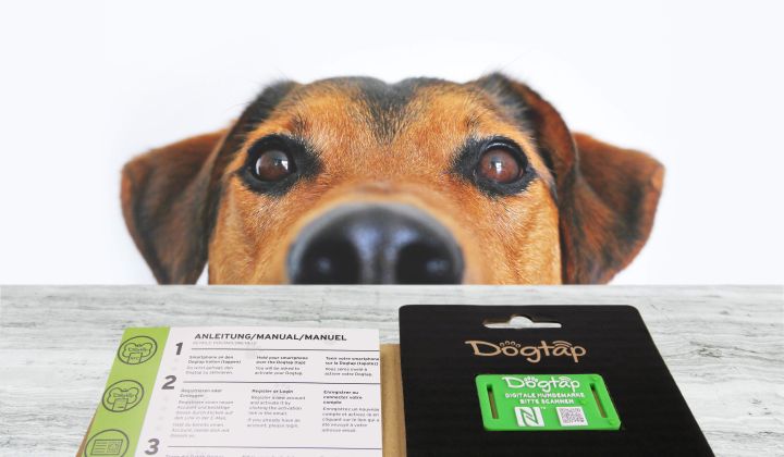 Hund der an Dogtap schnuppert