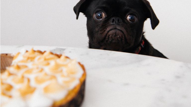 Hund der Kuchen anschaut