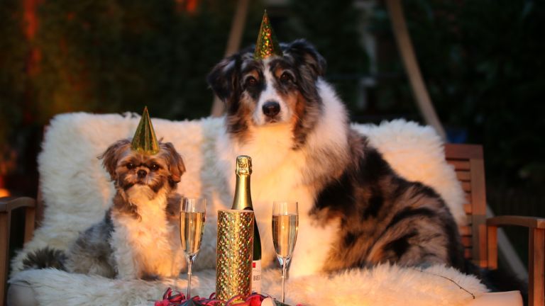 New Year's Eve with your dog