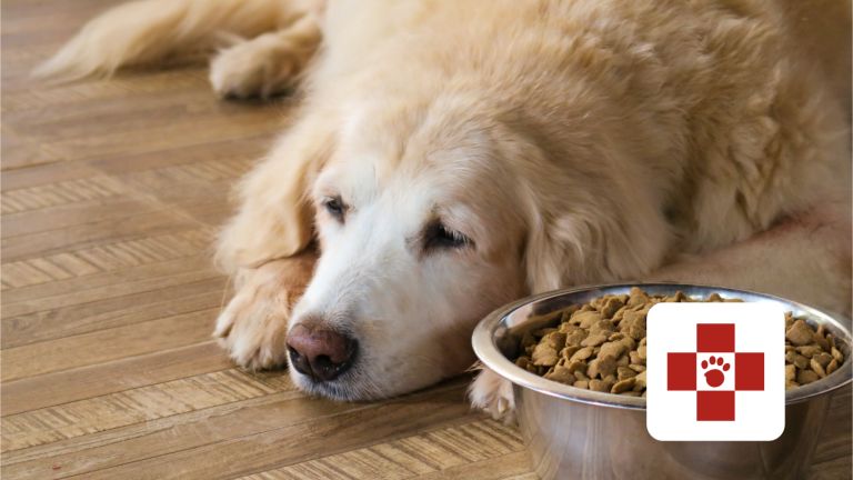 Sad dog next to full bowl of food