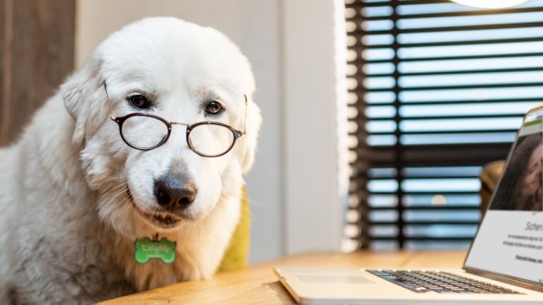 Was macht Dogtap zur intelligenten Hundemarke