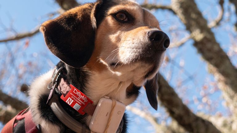 Beagle mit Dogtap und GPS-Tracker am Halsband