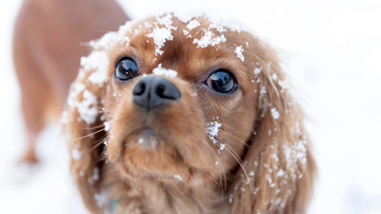 Hund im Winter mit Schneeflocken im Gesicht