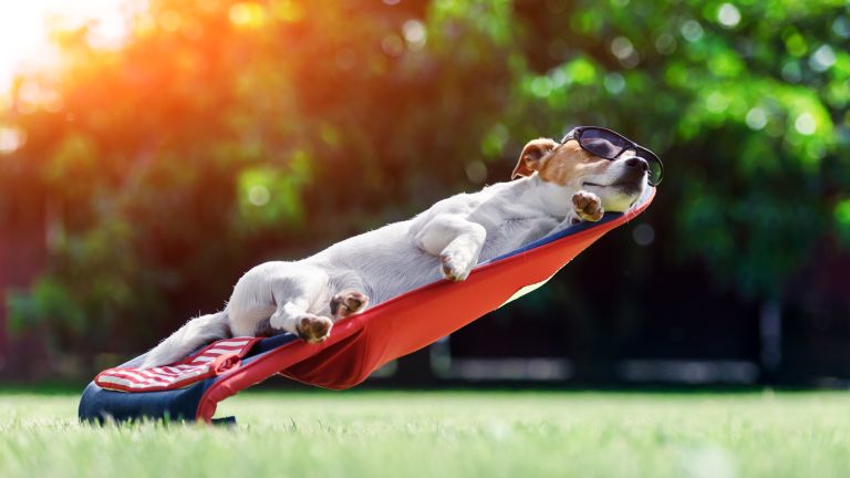 Hunde und Sommerhitze: die besten Tipps für den Sommer