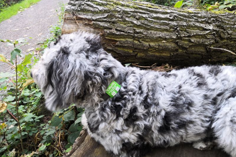 Den Hund chippen oder einen Dogtap verwenden?